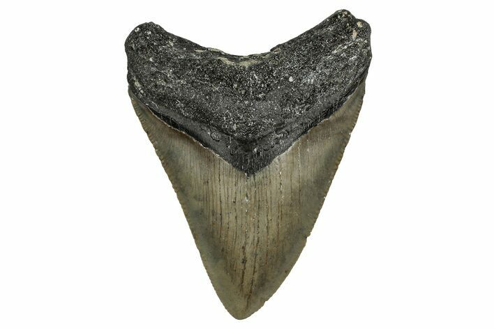 Serrated, Fossil Megalodon Tooth - North Carolina #355864